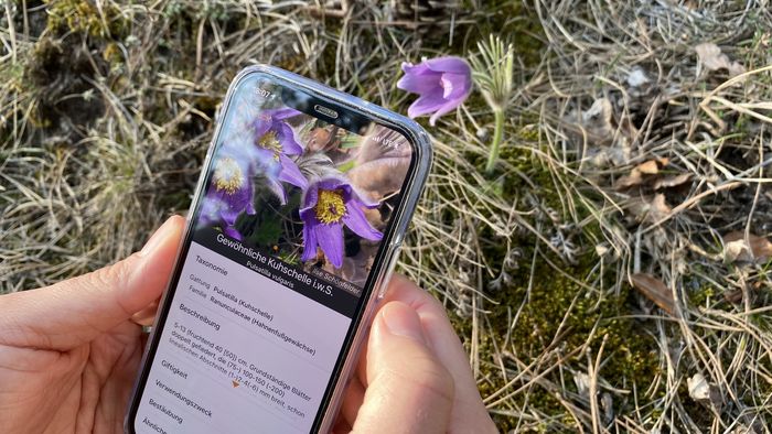 Die App Flora Incognita kann unbekannte Pflanzen bestimmen. Mithilfe der Standortdaten der erfassten Pflanzenarten entstehen au&szlig;erdem wertvolle Datens&auml;tze.