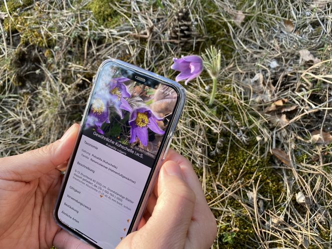 Die App Flora Incognita kann unbekannte Pflanzen bestimmen. Mithilfe der Standortdaten der erfassten Pflanzenarten entstehen au&szlig;erdem wertvolle Datens&auml;tze.