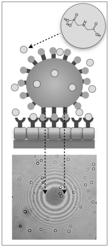 The patent-pending principle for detecting glyphosate, which is based on specific biochemical bonds of hydrogel microparticles as well as optical readout methods. Graphic: Professor Tilo Pompe