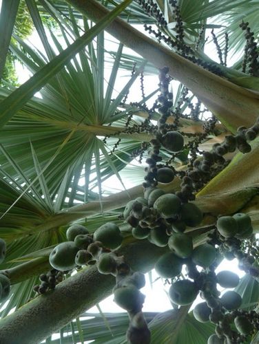 Fr&uuml;chte und Bl&auml;tter der <em>Latania loddigesii</em>-Palme im Tropischen Botanischen Garten von Xishuangbanna, China
