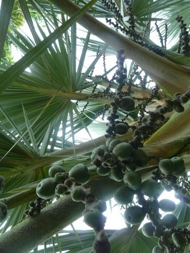 Fr&uuml;chte und Bl&auml;tter der <em>Latania loddigesii</em>-Palme im Tropischen Botanischen Garten von Xishuangbanna, China