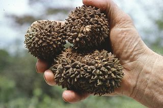 Die gro&szlig;en, holzigen Fr&uuml;chte der Palme <em>Manicaria saccifera</em>, die f&uuml;r ihre Verbreitung auf gro&szlig;e Tiere angewiesen sind.