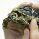 Foto: Die griechische Landschildkröte Hermann wird vom Veterinärmediziner Dr. Michael Pees untersucht. Er hält sie in seinen Händen dicht vor seinem Gesicht. Foto: Jan Woitas