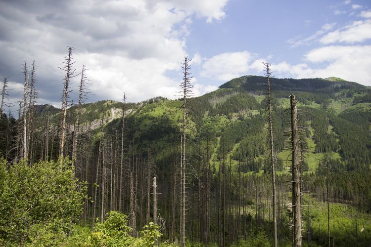 Forest dieback 2.0, air pollution or species loss: the new Research Training Group is researching sustainable utilisation concepts for natural commons. Photo: Colourbox