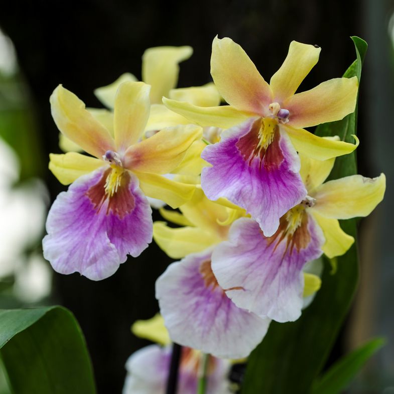 Universitat Leipzig Farbenzauber Zur Orchideenschau Im