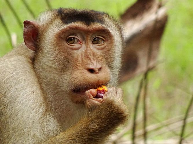 A macaque eats a palm oil fruit on the edge of the plantation.