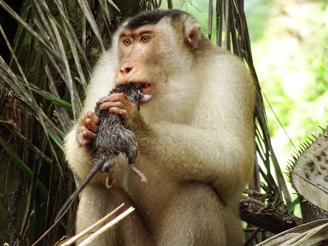 Männlicher Südlicher Schweinsaffe vertilgt eine Ratte auf einer Palmölplantage nahe Segari auf der Halbinsel Malaysia.