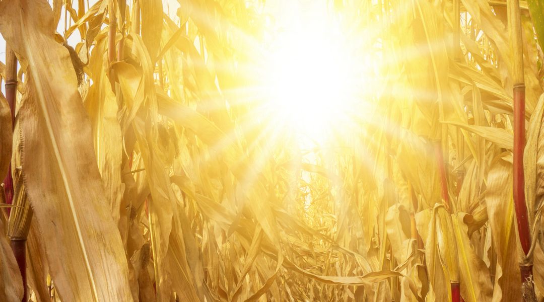 Symbolbild: Durch Maispflanzen auf einem Maisfeld scheint sehr hell die Sonne.