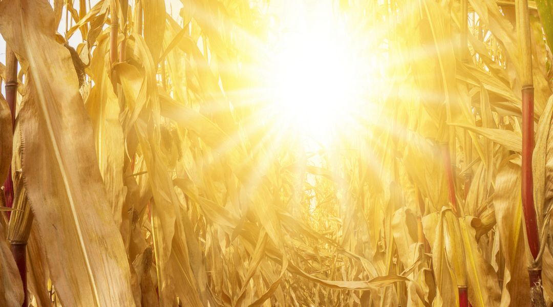 Symbolbild: Durch Maispflanzen auf einem Maisfeld scheint sehr hell die Sonne.