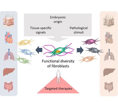 Human fibroblasts comprise diverse populations with specialized roles in tissue homeostasis and pathology that are controlled by developmental and environmental signals. Image: Professor Sandra Franz, Biorender.com