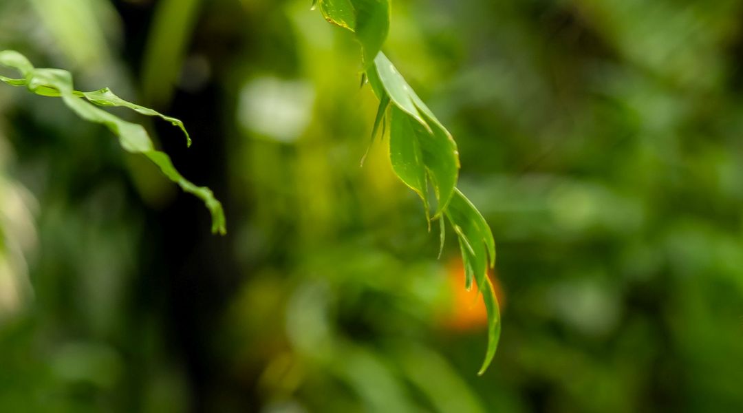 Detailaufnahme eines grünen Blattes im Fokus, der Hintergrund ist verschwommen und zeigt andere grüne Pflanzen im Gewächshaus des Botanischen Gartens