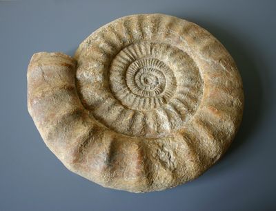 Foto: Helles, schneckenförmig aufgerolltes Fossil aus der geologisch-paläontologischen Sammlung