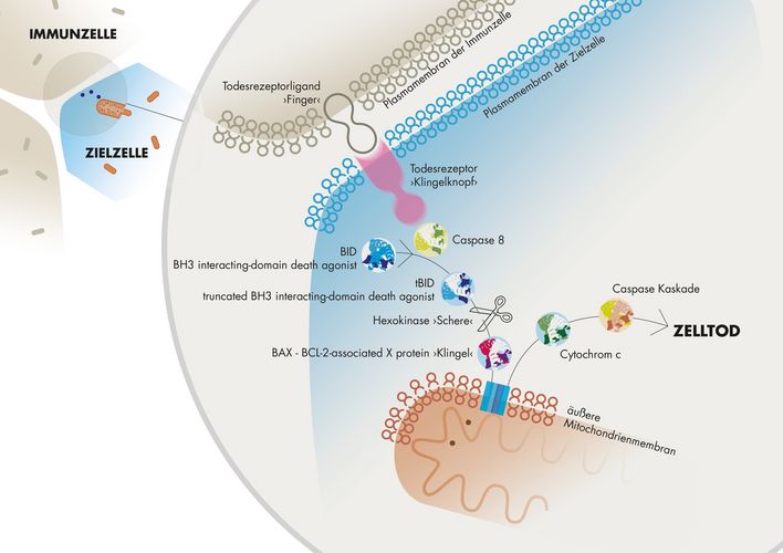 Wenn Immunzellen (oben links) einer Zelle das Signal, sich selbst umzubringen, geben, berühren Todesrezeptorliganden (ihre „Finger“) spezifische Todesrezeptoren an der Oberfläche der Zielzelle. Damit drücken sie den „Klingelknopf“, dessen Signal den natürlichen Selbstmord der Zelle auslöst. Der „Klingeldraht“ in der Zelle ist das BID-Protein (BH3 interacting-domain death agonist), das durch Caspase 8 nach Aktivierung der Todesrezeptoren zu tBID (truncated BH3 interacting-domain death agonist) geschnitten wird und dann das Signal zu BAX (BCL-2-associated X protein), der „Klingel“, an die Mitochondrien weiterleitet. BAX öffnet die äußere Membran der Mitochondrien und initialisiert den Zelltod über Cytochrom c und die Caspase-Kaskade. Diesen Weg können Hexokinase („Schere“) unterbrechen, indem sie verhindern, dass tBID die Klingel aktiviert.