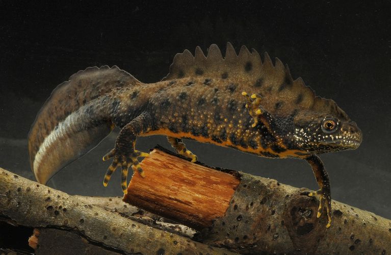 Männchen des Nördlichen Kammmolches in Wassertracht - der Rückenkamm verleiht den Tieren nicht nur ihren Namen, sondern auch das urtümliche Aussehen von kleinen Wasserdrachen.