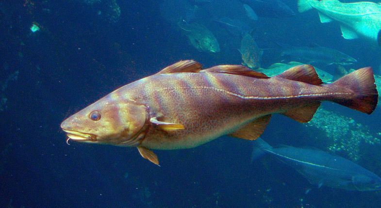 Cod (Gadus morhua) taken through glass at Atlanterhavsparken, Ålesund, Norway.