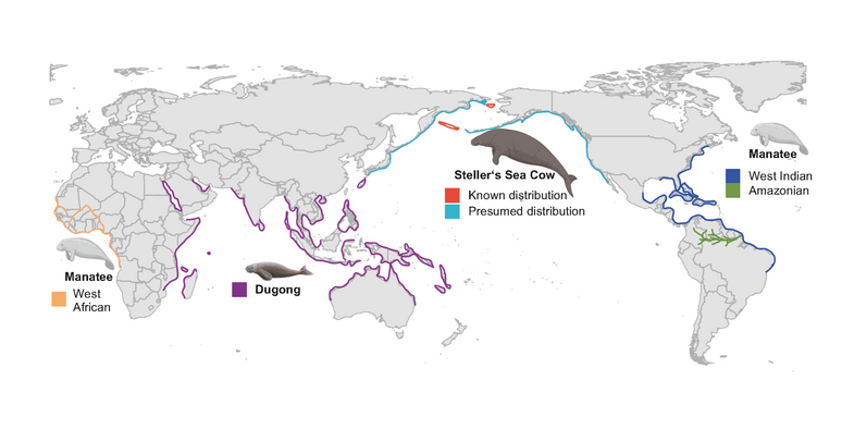 Die Verbreitung der Seekuh-Arten in den Weltmeeren.