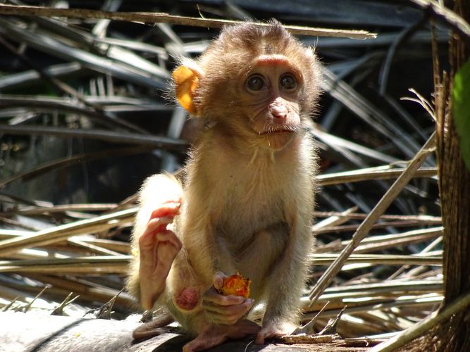 Infant southern pig-tailed macaque feeding on an oil palm fruit. Photo: Anna Holzner