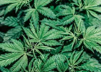 Forschende haben eine neue Methode zur Synthese von cis-Tetrahydrocannabinol entwickelt. Der Naturstoff ist Bestandteil der Cannabis-Pflanze.