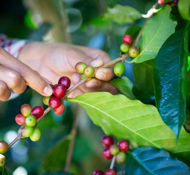 Arabica accounts for around 70 per cent of global coffee production. Photo: Colourbox