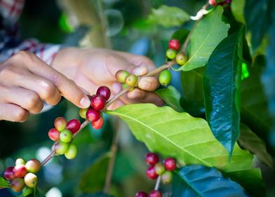 Rund 70 Prozent der weltweiten Kaffeeproduktion gehen auf die Sorte Arabica zurück.