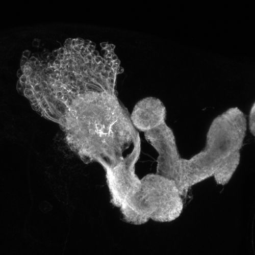 Bild eines Pilzkörpers: In diesem Teil des Gehirns der Fruchtfliegenlarve werden Gedächtnisse gespeichert.