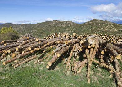 Die großflächige Abholzung von Wäldern wirkt mehr erwärmend auf das Klima als bisher angenommen. In den abgeholzten Gebieten nehmen die Wolken ab. Die großflächige Abholzung von Wäldern wirkt mehr erwärmend auf das Klima als bisher angenommen. In den abgeholzten Gebieten nehmen die Wolken ab.