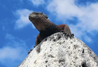 Die Meeresechsen auf den Galápagos-Inseln sind vom Aussterben bedroht.