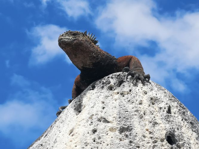 Die Meeresechsen auf den Galápagos-Inseln sind vom Aussterben bedroht.