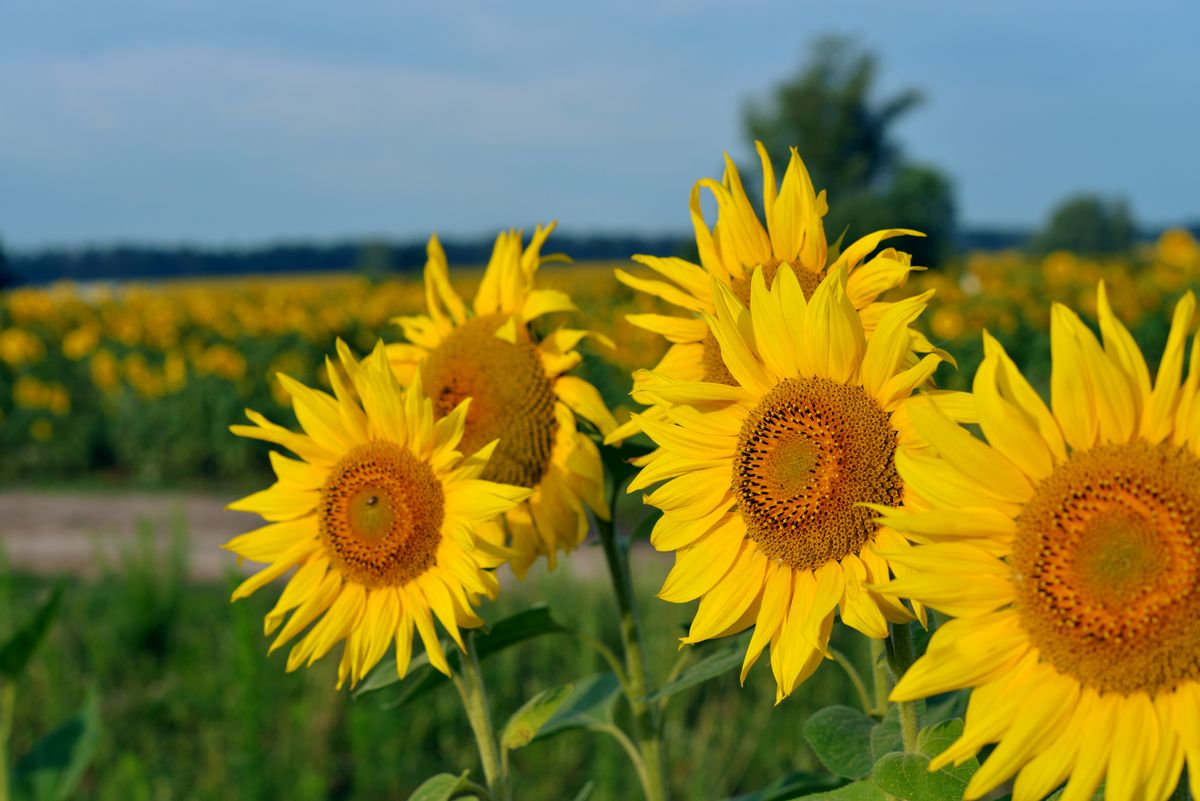 Zu sehen sind gelbe Sonnenblumen in einem grünen Feld vor blauem Himmel, Foto: colourbox.de
