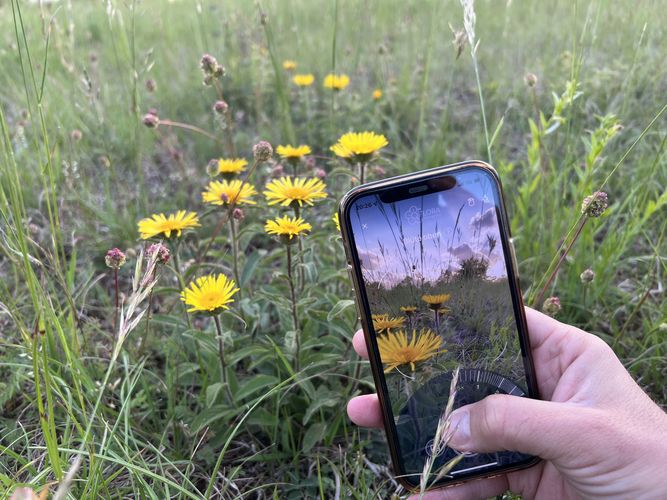 The Flora Incognita app makes it easy to identify plants with a smartphone. Photo: Flora Incognita