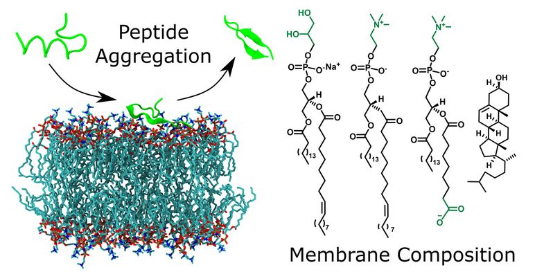 Oxidierte Modellmembranen haben unterschiedliche Auswirkungen auf die Bildung von Peptidfibrillen, angetrieben durch die Oberflächenanziehung der Membranen, die Peptidladung und die Struktureigenschaften der Peptide.