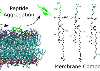 Oxidierte Modellmembranen haben unterschiedliche Auswirkungen auf die Bildung von Peptidfibrillen, angetrieben durch die Oberflächenanziehung der Membranen, die Peptidladung und die Struktureigenschaften der Peptide. Oxidierte Modellmembranen haben unterschiedliche Auswirkungen auf die Bildung von Peptidfibrillen, angetrieben durch die Oberflächenanziehung der Membranen, die Peptidladung und die Struktureigenschaften der Peptide.