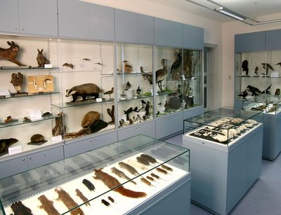 Foto: Ausgestopfte Tiere in Vitrinen der zoologischen Sammlung, darunter Hase, Dachs und Fledermaus.