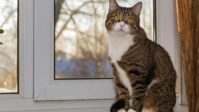 Auch Katzen sollten im Haus bleiben, wenn ihre Besitzer mit Covid-19 infiziert sind.