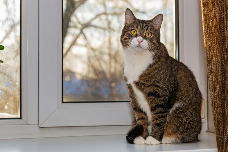 Auch Katzen sollten im Haus bleiben, wenn ihre Besitzer mit Covid-19 infiziert sind.