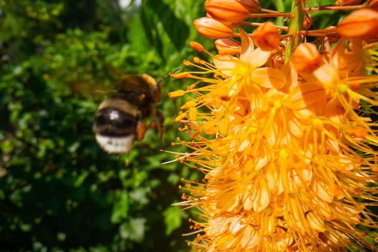 Zu sehen ist eine Biene an einer Blüte.