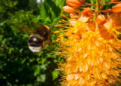 Zu sehen ist eine Biene an einer Blüte.