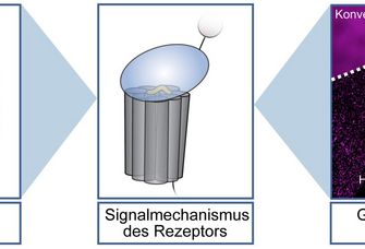 Die Kombination von Ergebnissen aus computer-gestützten, molekularbiologischen und Hochleistungsmikroskopie-Techniken führt zu einem verbesserten Verständnis der Funktion von Adhäsions-GPCRs.