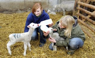 Foto: zwei Frauen füttern in einem Stall jeweils ein Lämmchen mit Milch aus der Flasche