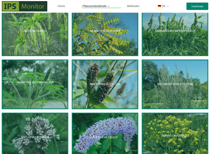 Screenshot einer Website, die Bilder von verschiedenen Pflanzen zeigt