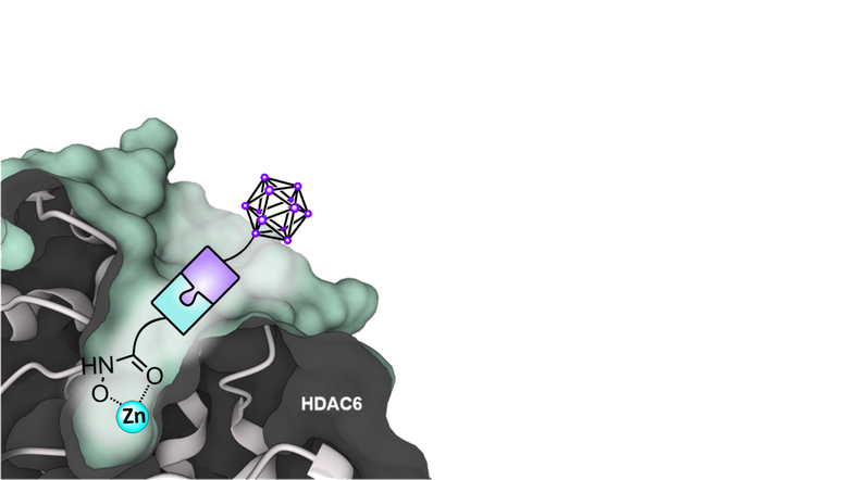 Vereinfachte künstlerische Darstellung eines Borinostat-Moleküls mit charakterischem icosaedrischen Carboran-Cluster gebunden in der Enzymtasche der Histondeacetylase 6 (HDAC6).
