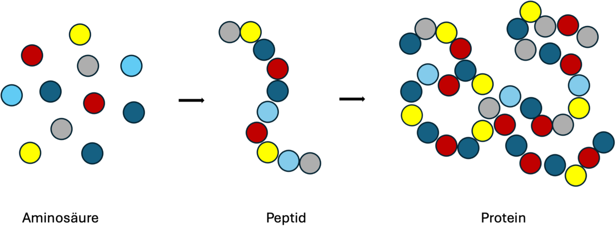 zur Vergrößerungsansicht des Bildes: Peptidsynthese