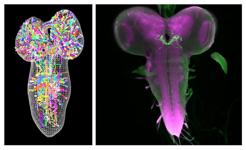 Die Abbildung zeigt links eine Teilrekonstruktion des larvalen Gehirns in einem 3D elektronenmikroskopischen Volumen. Jede Kugel steht hier für eine einzelne Nervenzelle der insgesamt ungefähr 12.000 Neuronen, die in unterschiedlichen Farben dargestellt sind. Rechts ist ein lichtmikroskopisch markiertes larvales Gehirn von Drosophila zu sehen (magenta). Die einzelnen Nervenzellen, die für die Wahrnehmung von Kälte und Wärme eine Rolle spielen, sind hier grün markiert.