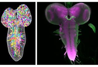 Die Abbildung zeigt links eine Teilrekonstruktion des larvalen Gehirns in einem 3D elektronenmikroskopischen Volumen. Jede Kugel steht hier für eine einzelne Nervenzelle der insgesamt ungefähr 12.000 Neuronen, die in unterschiedlichen Farben dargestellt sind. Rechts ist ein lichtmikroskopisch markiertes larvales Gehirn von Drosophila zu sehen (magenta). Die einzelnen Nervenzellen, die für die Wahrnehmung von Kälte und Wärme eine Rolle spielen, sind hier grün markiert.