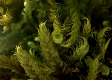 Zypressenschlafmoos (Hypnum cupressiforme), Foto: Peter Otto Zypressenschlafmoos (Hypnum cupressiforme), Foto: Peter Otto