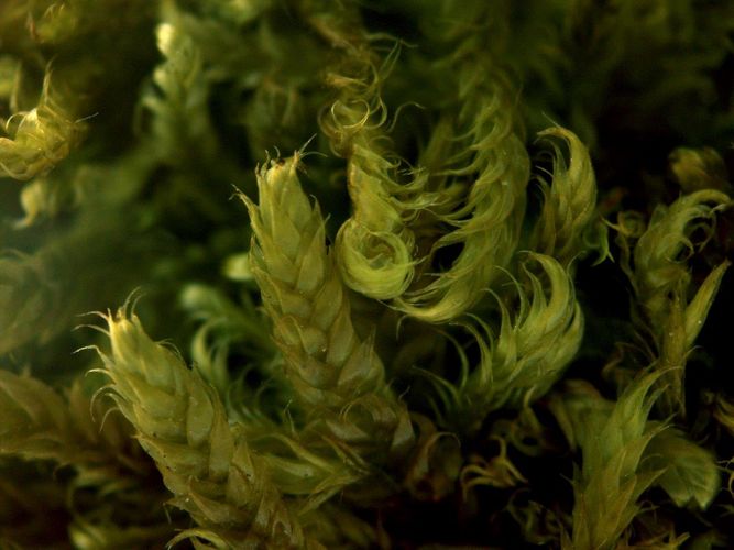 Zypressenschlafmoos (Hypnum cupressiforme), Foto: Peter Otto