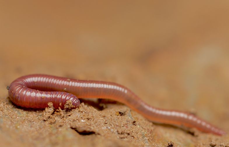 Regenwürmer gehören zu den bekanntesten Bodenbewohnern – über viele andere Lebewesen im Boden wissen wir hingegen nur wenig.