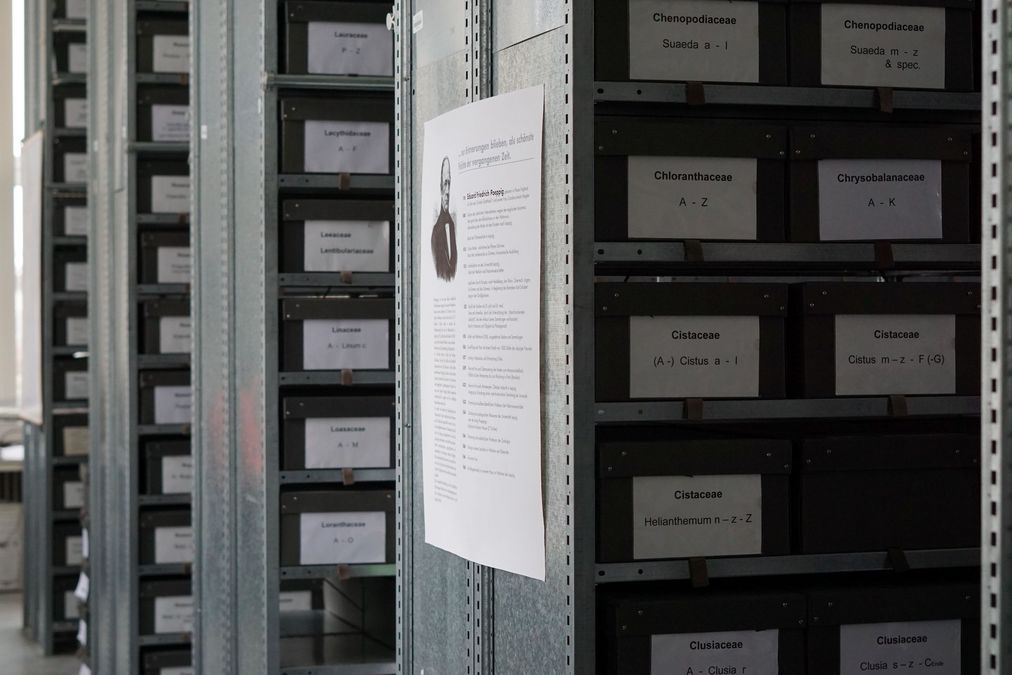 enlarge the image: View into the collection room, where dicotyledonous plants mounted on cardboard are housed in boxes, such as roses, tulips, carnations & Co.