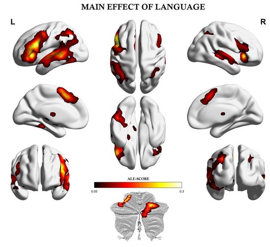 Representation of the language network in the human brain based on the findings of 403 studies. In addition to the already known language regions in the left hemisphere (L), the results of the meta-analysis highlight the contribution of right hemispheric homologous areas (R), subcortical structures and the cerebellum. Credit: Turker and Hartwigsen, paper in Psychological Bulletin