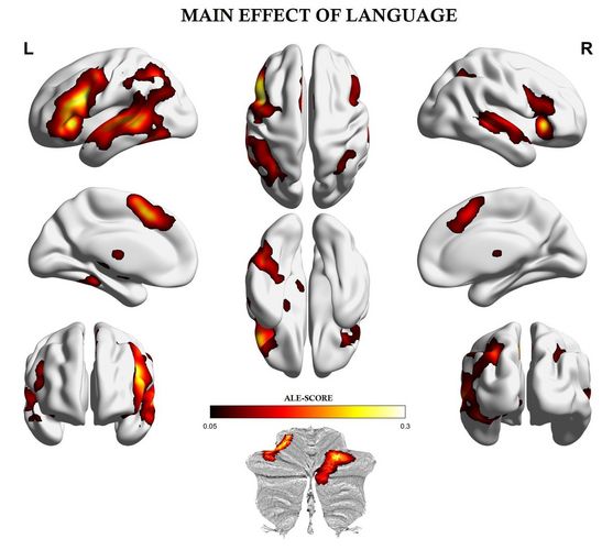 Darstellung des Sprachnetzwerks im menschlichen Gehirn basierend auf den Ergebnissen von 403 Studien. Zusätzlich zu den bereits bekannten Sprachregionen in der linken Hemisphäre (L) heben die Ergebnisse der Meta-Analyse den Beitrag rechtshemisphärischer, homologer Areale (R), subkortikaler Strukturen und des Kleinhirns hervor.